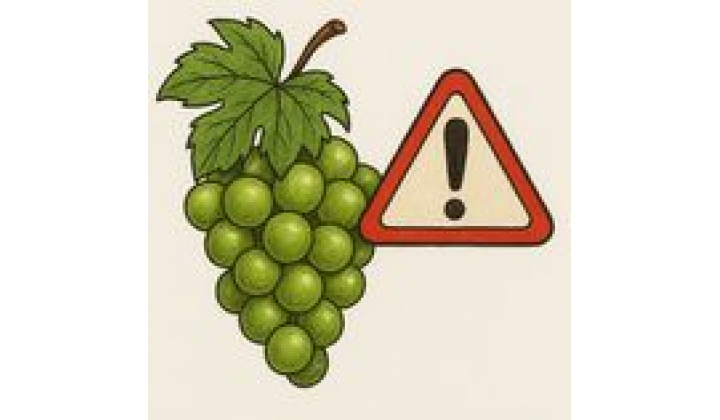 Zlaté žltnutie viniča - Informácie k chorobe viniča